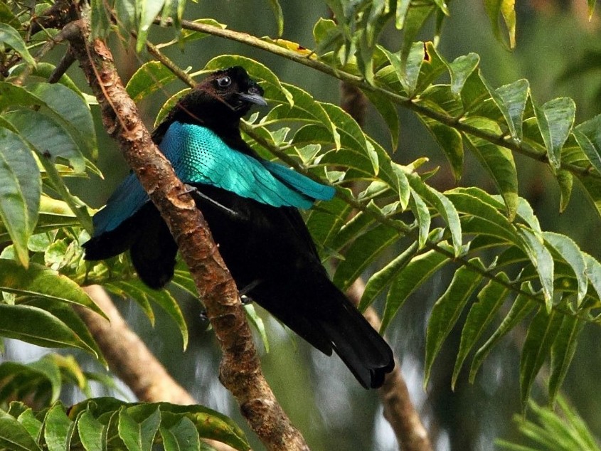 Gran ave del paraíso - ebird