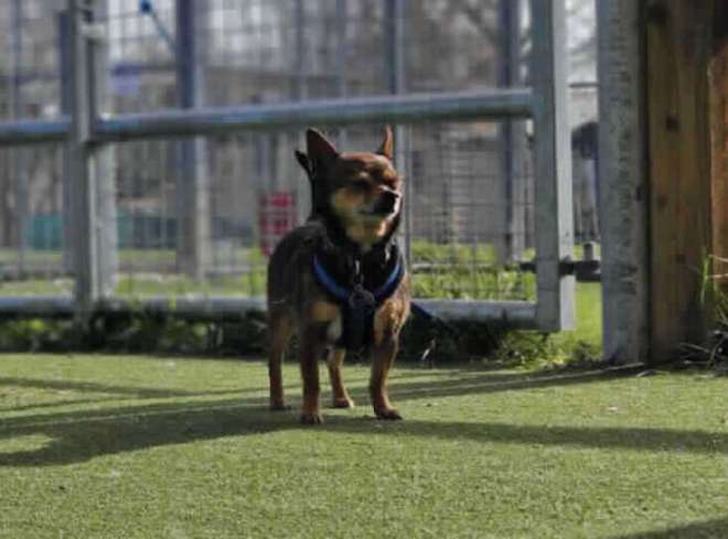 1652373791 327 tres mejores amigos chihuahuas buscan un hogar para siempre juntos