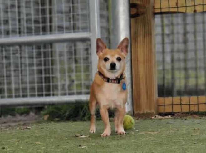 1652373791 828 tres mejores amigos chihuahuas buscan un hogar para siempre juntos