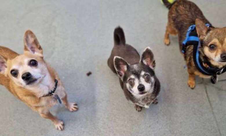 1652373791 tres mejores amigos chihuahuas buscan un hogar para siempre juntos