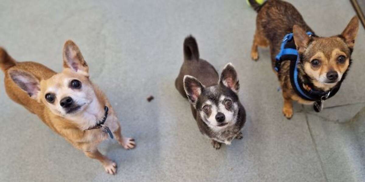 1652373791 Tres mejores amigos chihuahuas buscan un hogar para siempre juntos