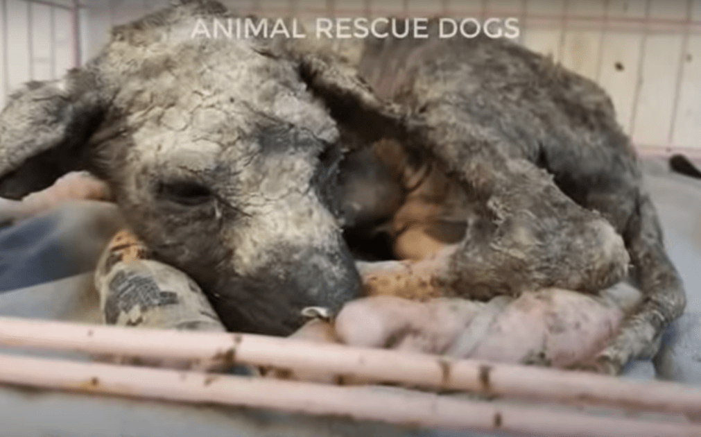 1652546685 494 el cachorro roto no ha conocido mas que sufrimiento desde