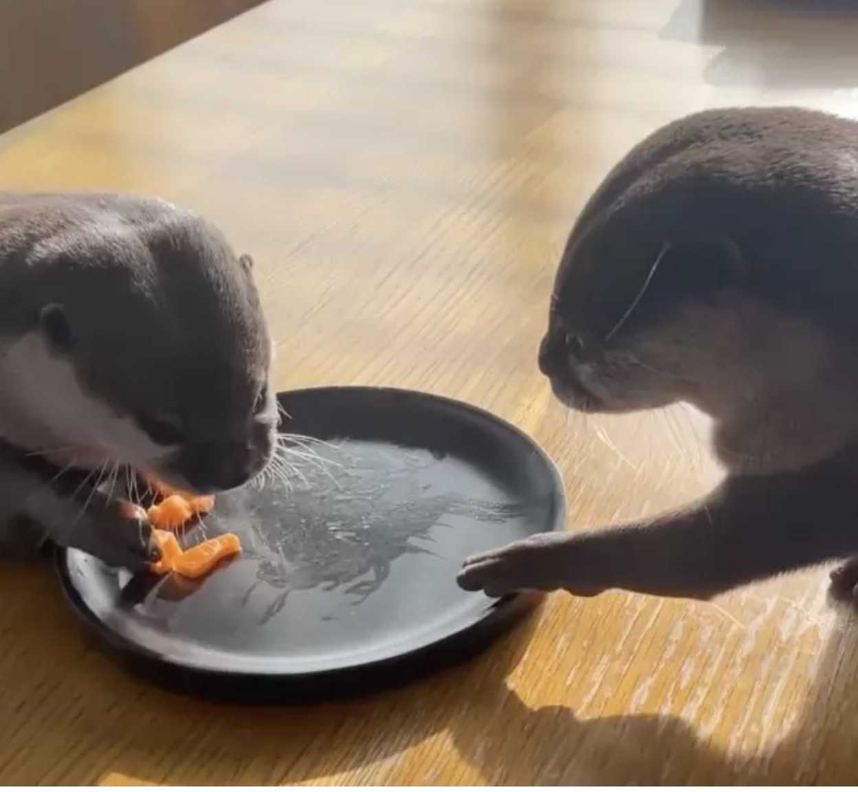 1652719789 652 una nutria gordita a dieta recibe una golosina de salmon