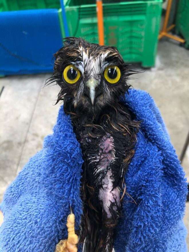 1652719940 934 este pequeno buho rescatado necesitaba un bano y las fotos