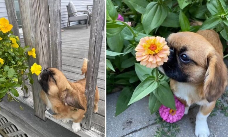 1652839428 cachorro insiste en detenerse y oler cada flor que ve