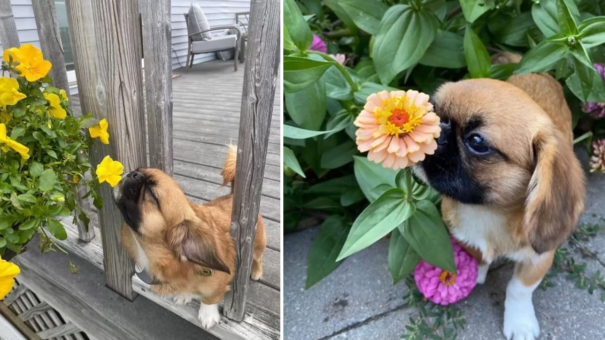 1652839428 Cachorro insiste en detenerse y oler cada flor que ve