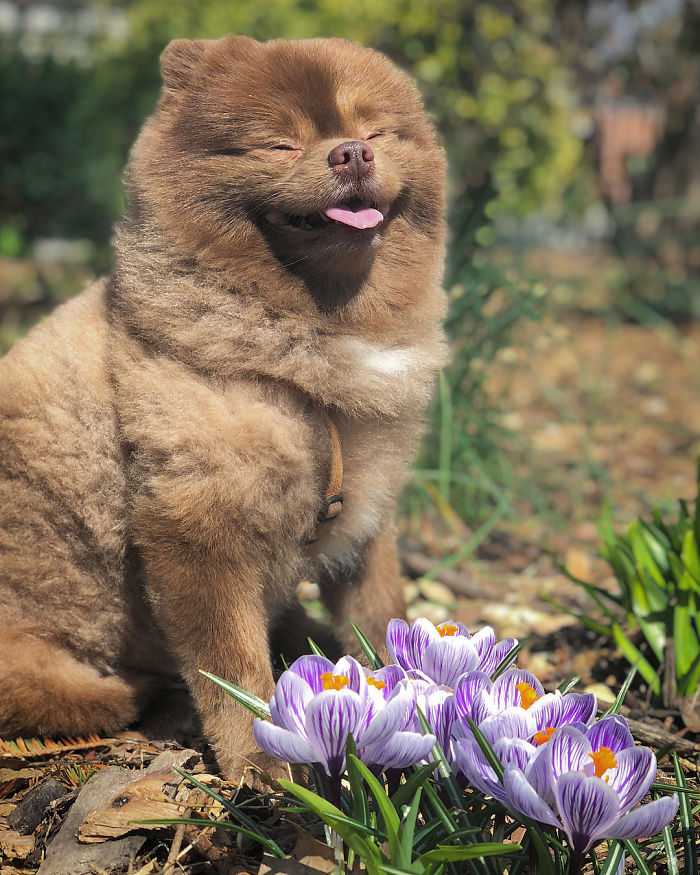 1652925637 129 perro invendible abandonado por criadores se convierte en una gran