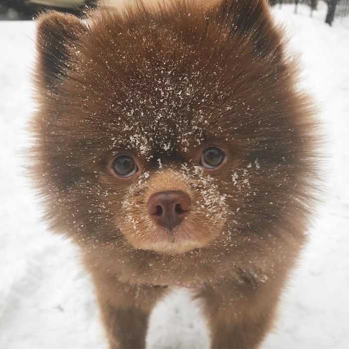 1652925637 972 perro invendible abandonado por criadores se convierte en una gran