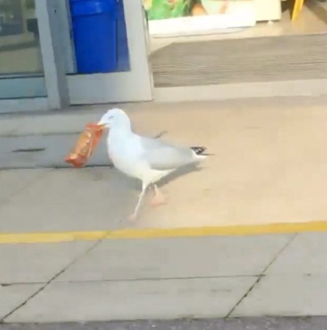 1652925879 314 buscan a gaviota por robar mas de 400 en fichas