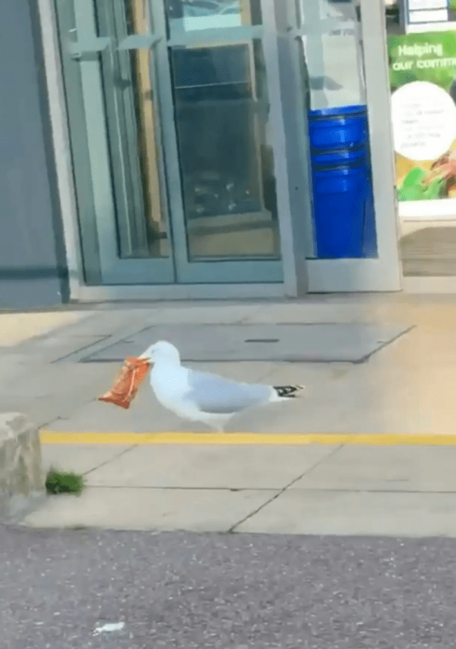 1652925880 250 buscan a gaviota por robar mas de 400 en fichas