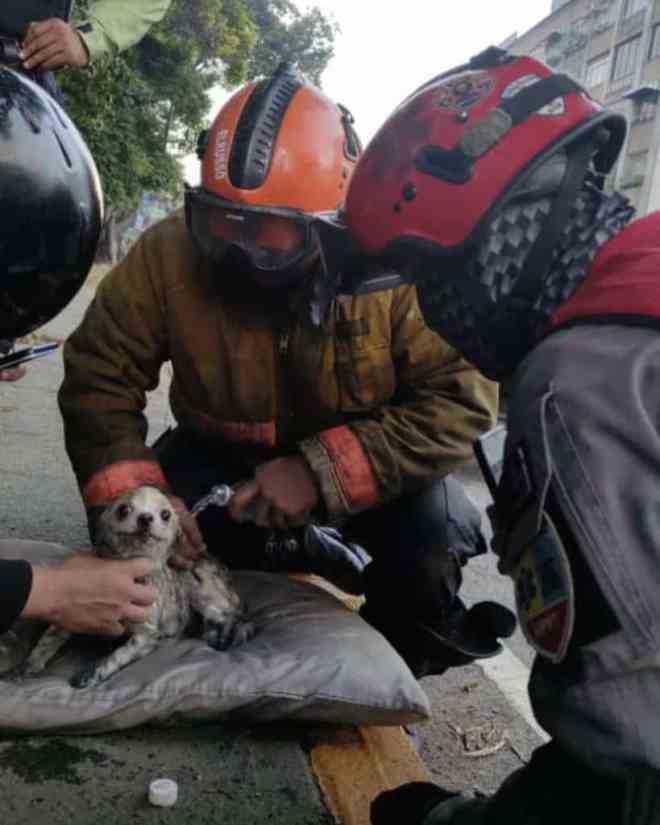 1653012848 733 momento en que los bomberos rescatan a un cachorro y