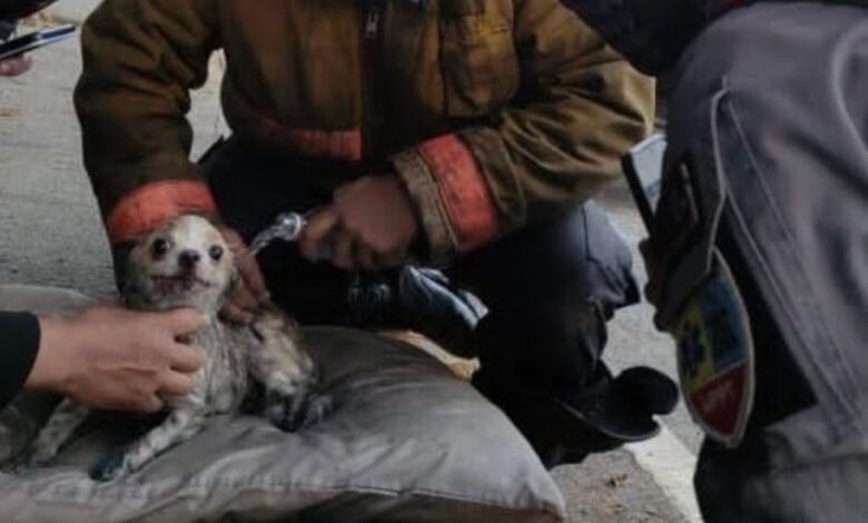 1653012849 momento en que los bomberos rescatan a un cachorro y