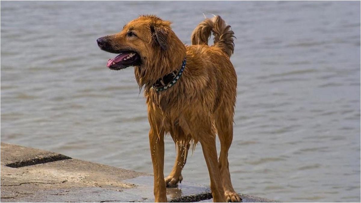 1653186029 ¿Un cachorro condujo 100 km para morder a su dueno