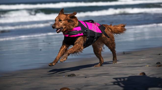 1653186029 614 ¿Un cachorro condujo 100 km para morder a su dueno