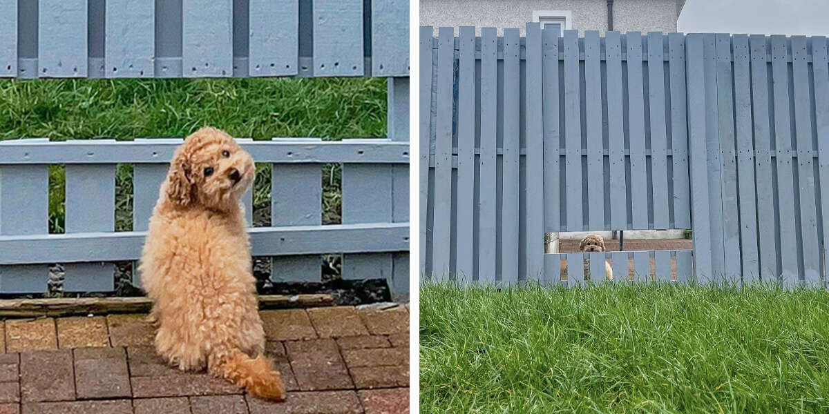 1653358940 Cachorro sonrie cuando se le concede su deseo de espiar