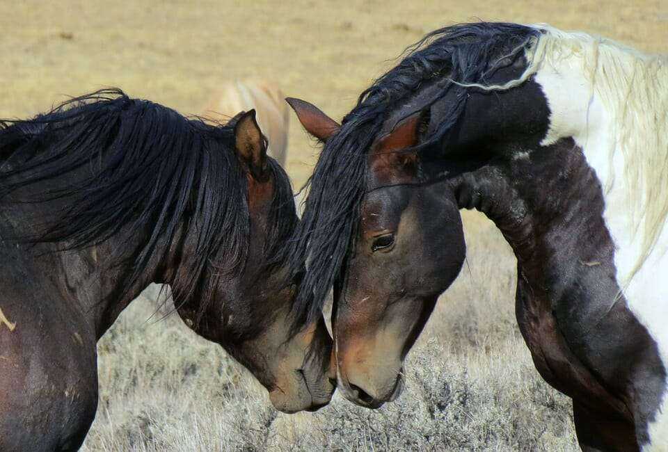 1653444693 39 willie nelson rescato 70 caballos de un matadero para dejarlos