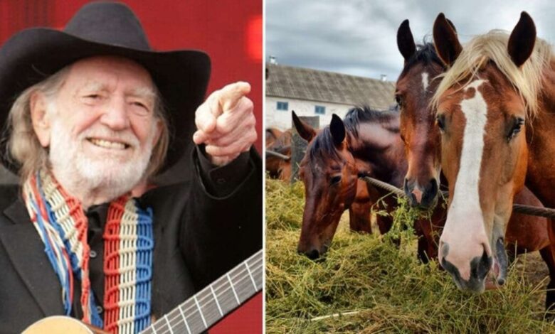 1653444693 willie nelson rescato 70 caballos de un matadero para dejarlos