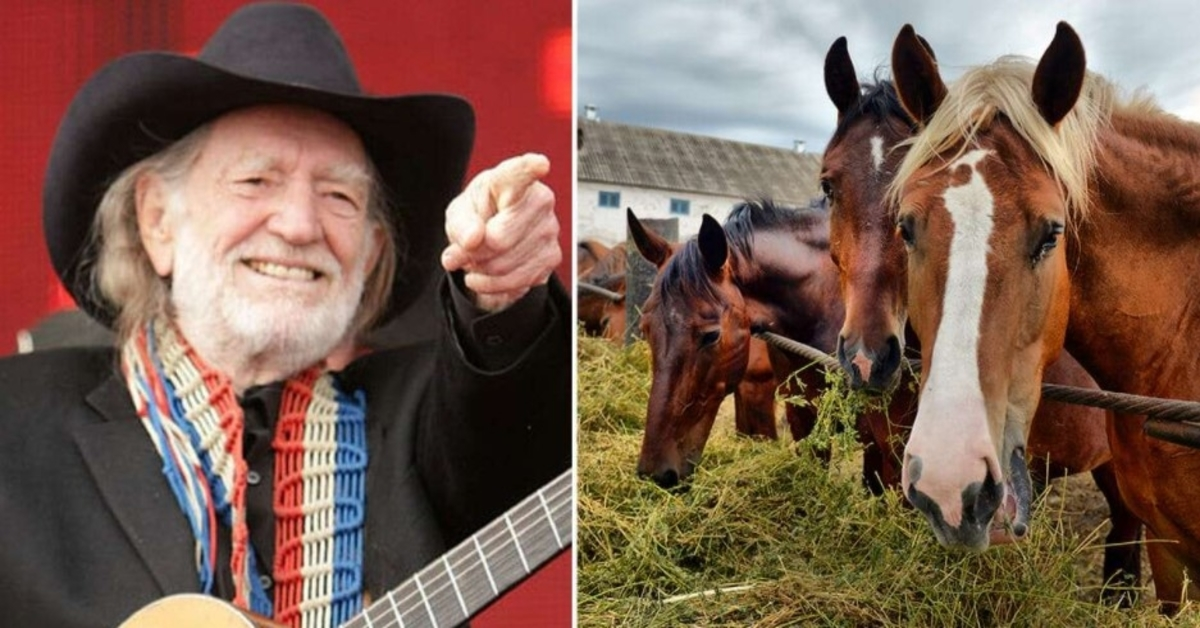 1653444693 Willie Nelson rescato 70 caballos de un matadero para dejarlos