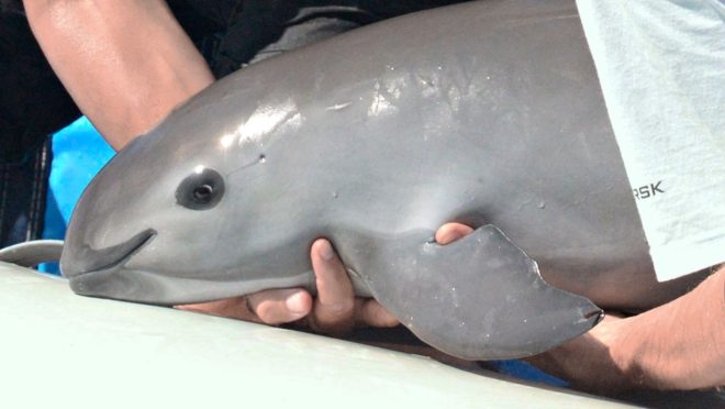 1653618395 522 conoce a la impresionante vaquita el animal mas raro del