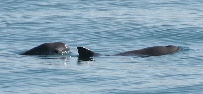 1653618395 687 conoce a la impresionante vaquita el animal mas raro del