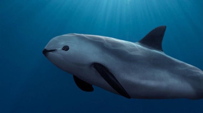 1653618395 745 conoce a la impresionante vaquita el animal mas raro del