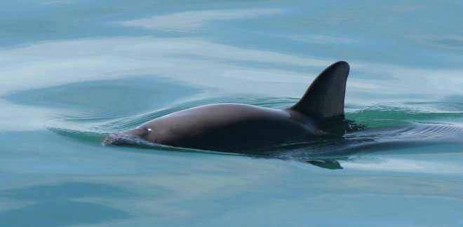 1653618396 199 conoce a la impresionante vaquita el animal mas raro del