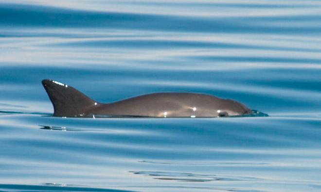 1653618396 493 conoce a la impresionante vaquita el animal mas raro del