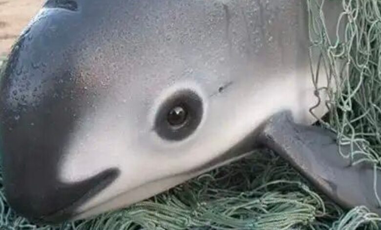 1653618396 conoce a la impresionante vaquita el animal mas raro del