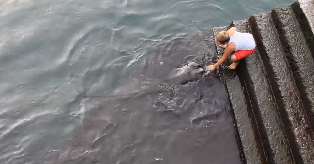 1653790563 504 video de una raya gigante saliendo del agua para saludar