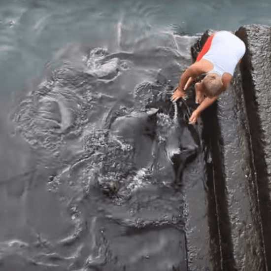 1653790565 296 video de una raya gigante saliendo del agua para saludar