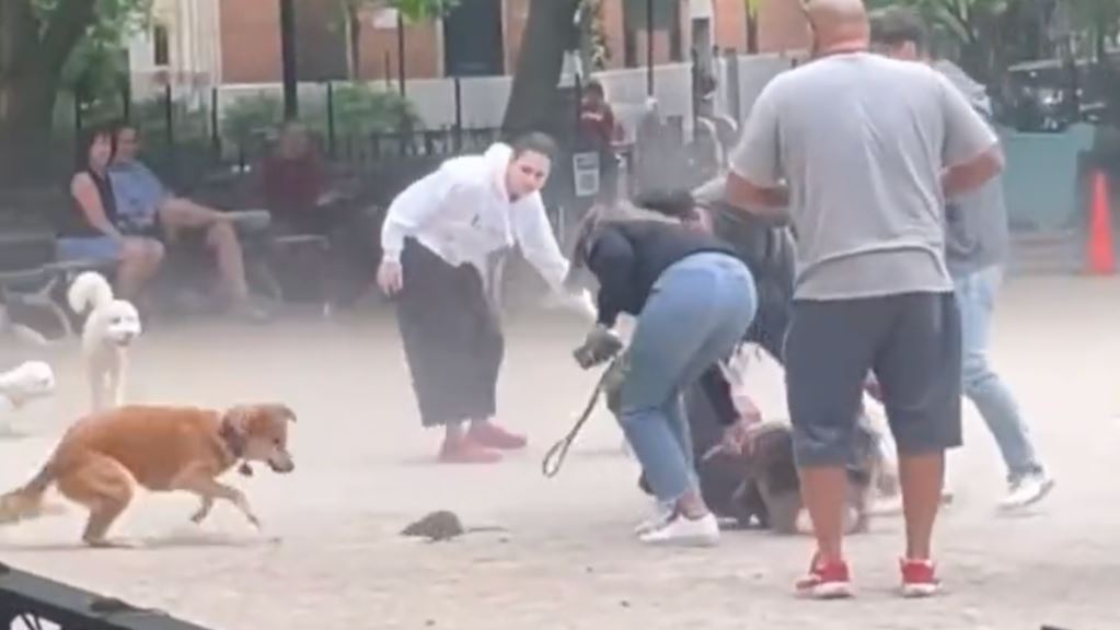 1654050805 Una rata causa estragos en un parque para perros de