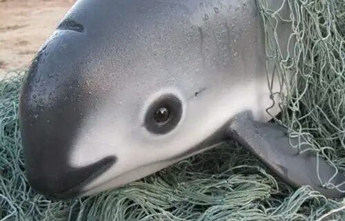 Conoce a la impresionante vaquita el animal mas raro del