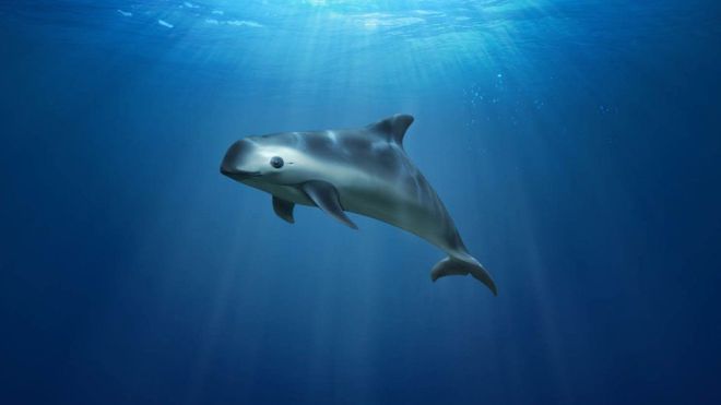 Conoce a la impresionante vaquita el animal mas raro del