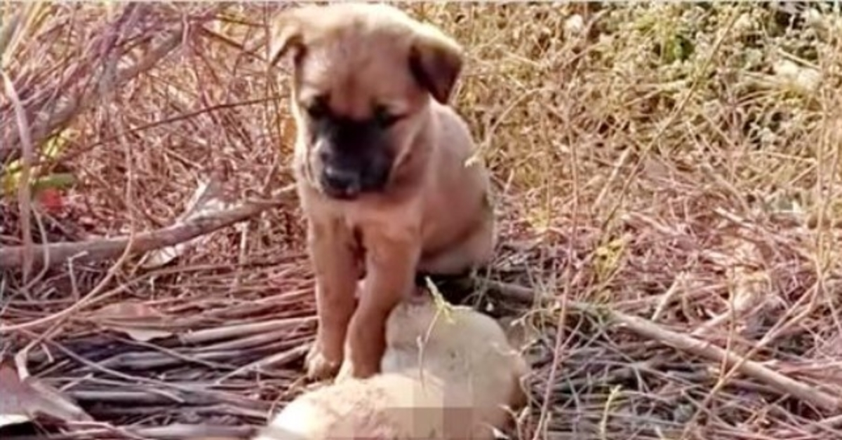 El cachorro abandonado le grito a su hermana que despertara