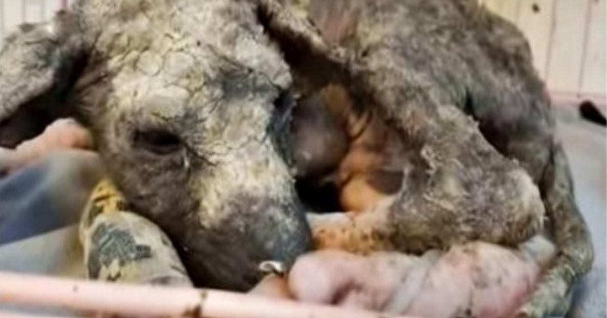 El cachorro roto no ha conocido mas que sufrimiento desde