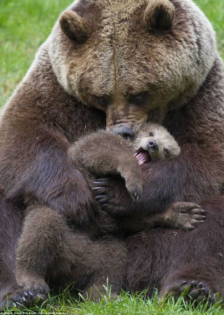 El oso le trajo su cachorro a la nina para