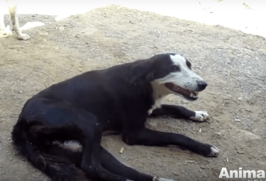 Ella cubre su dolor con una sonrisa que el puede