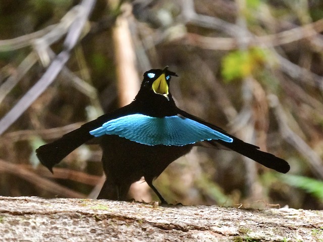 Loforina de vogelkop - ebird