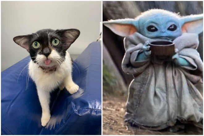 Gatita callejera con adorables orejas de yoda esta tan feliz