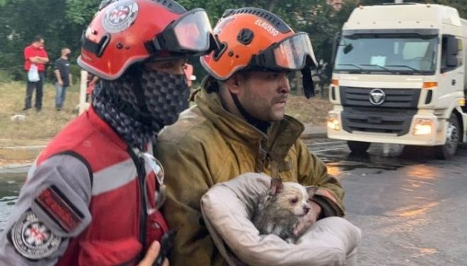 Momento en que los bomberos rescatan a un cachorro y