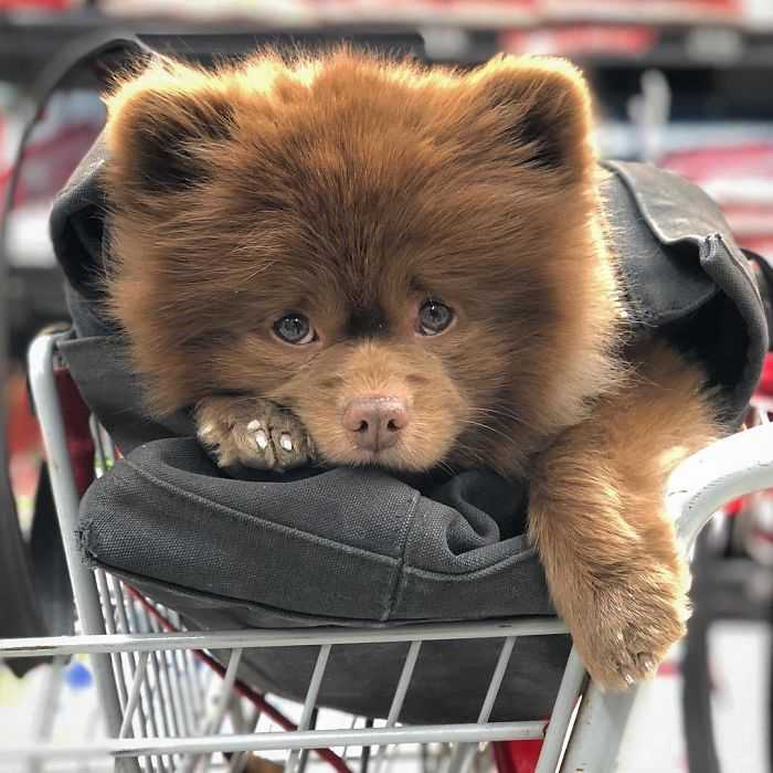 Perro invendible abandonado por criadores se convierte en una gran