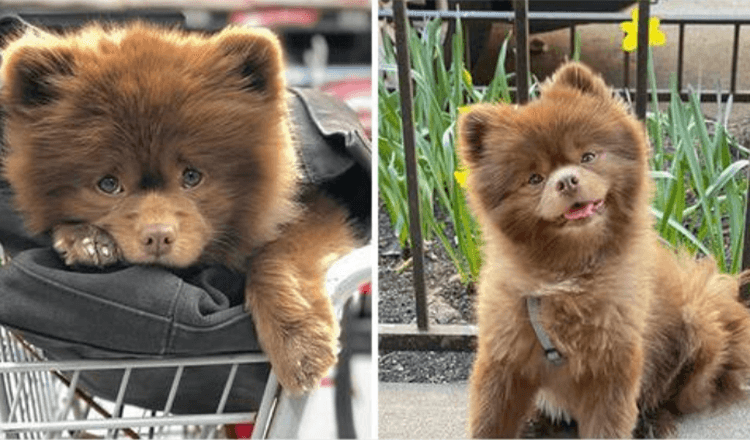 Perro invendible abandonado por criadores se convierte en una gran