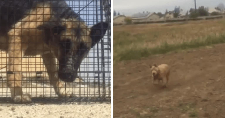 Perro pastor aleman hambriento rescatado al borde de la vida