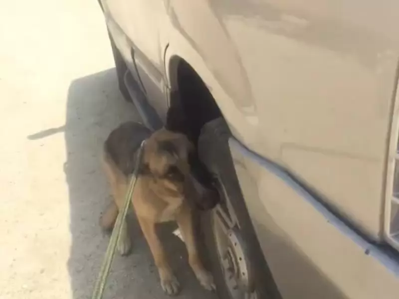 Perro pastor aleman hambriento rescatado al borde de la vida. Webp