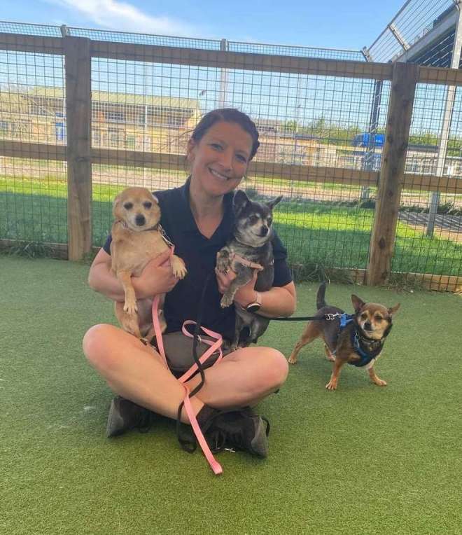 Tres mejores amigos chihuahuas buscan un hogar para siempre juntos