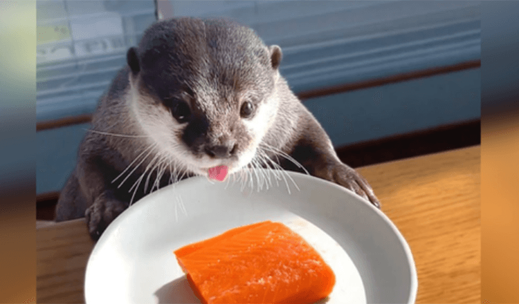 Una nutria gordita a dieta recibe una golosina de salmon