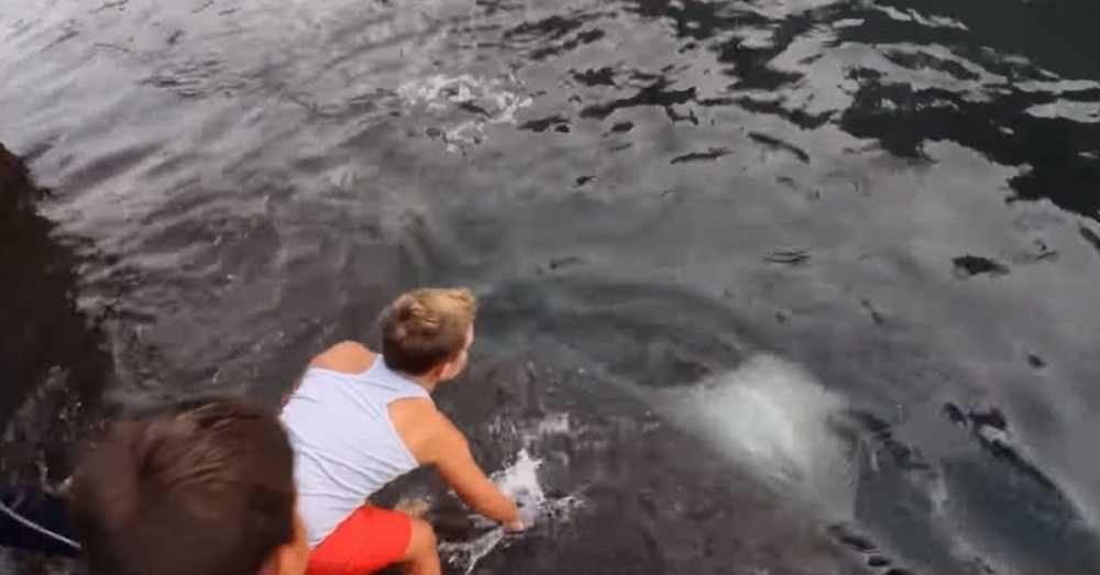 Video de una raya gigante saliendo del agua para saludar