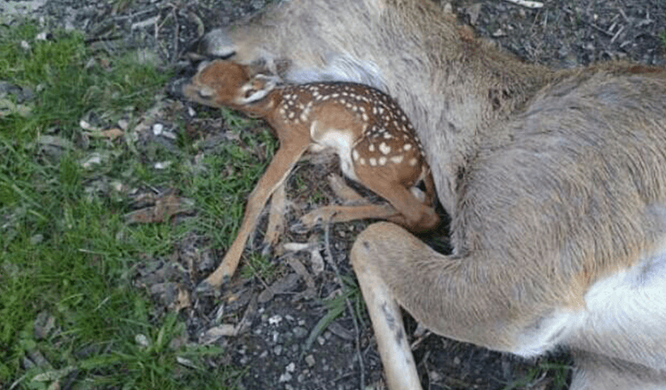 1655001264 el cervatillo yace junto al cuerpo de su madre esperando