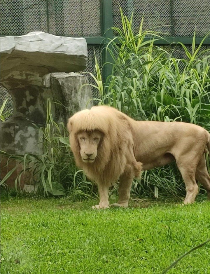 1655002225 262 un leon con un pony en el zoologico causo indignacion