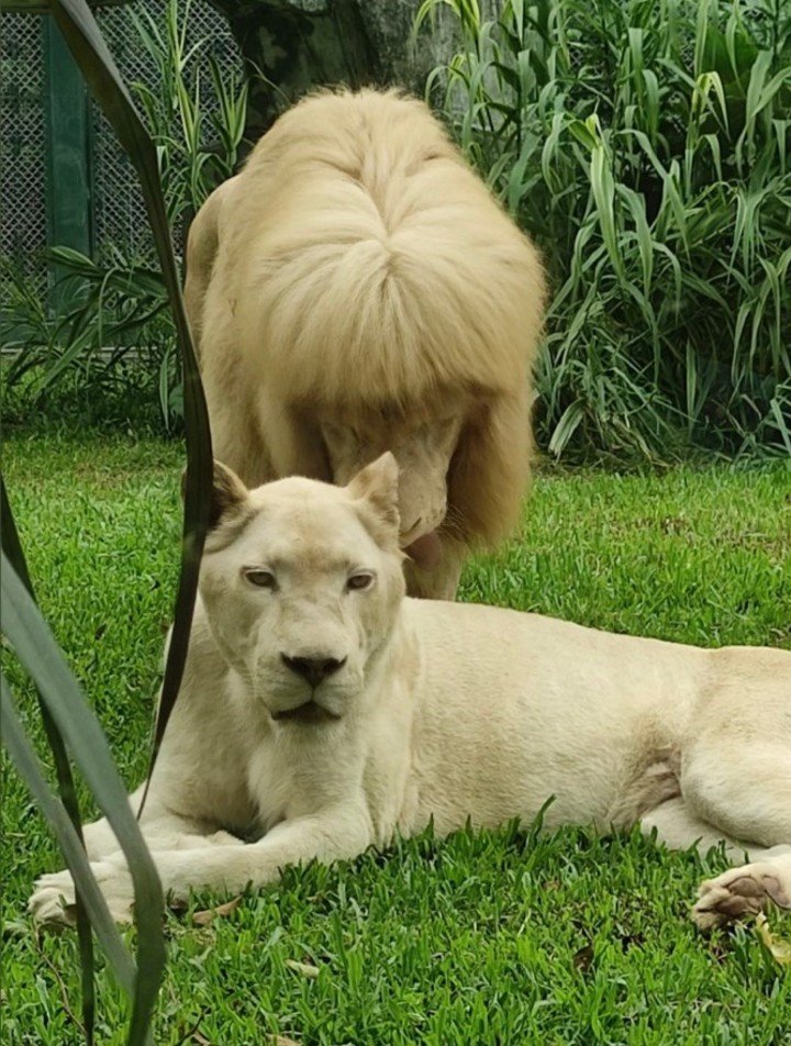 1655002225 765 un leon con un pony en el zoologico causo indignacion